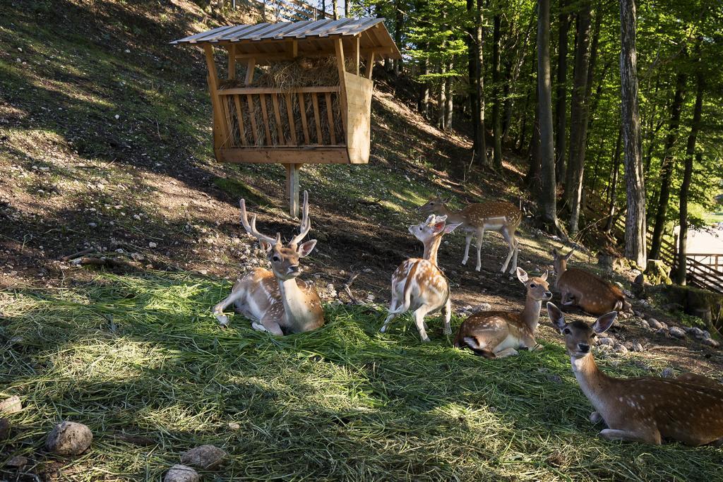 Slovenia Eco Resort Stahovica Εξωτερικό φωτογραφία